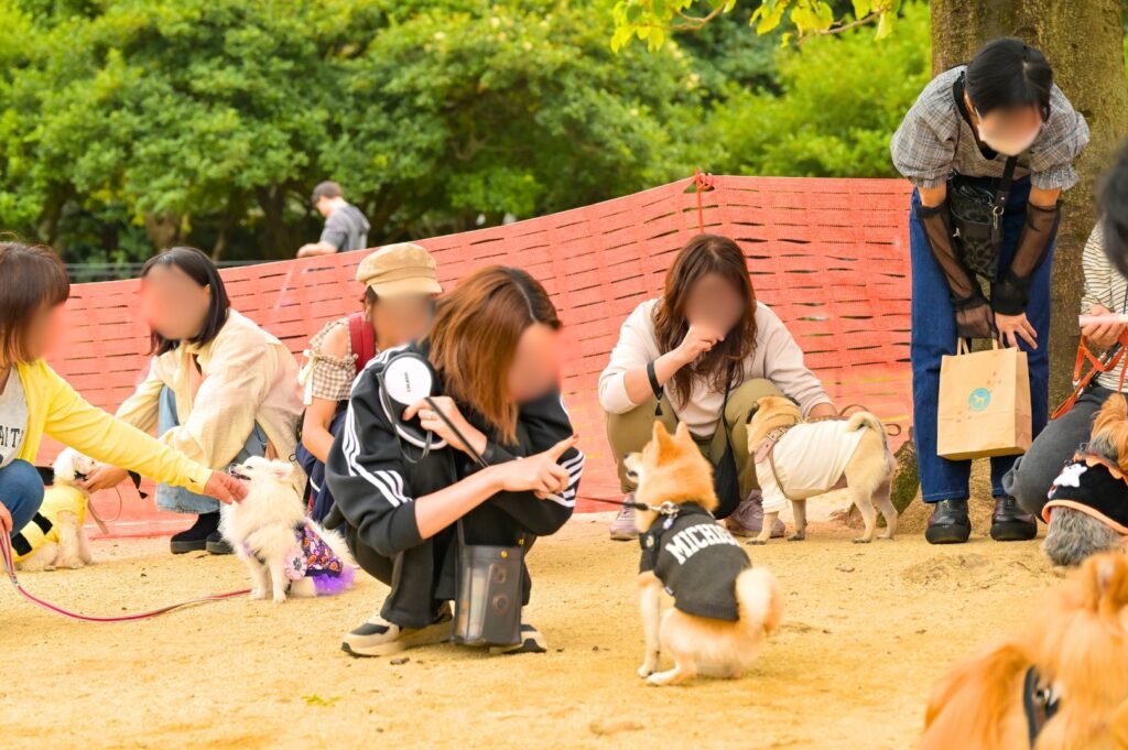 わんちゃん運動会